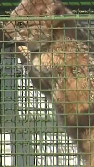 El rescate de un zorrito en pleno Alta Córdoba