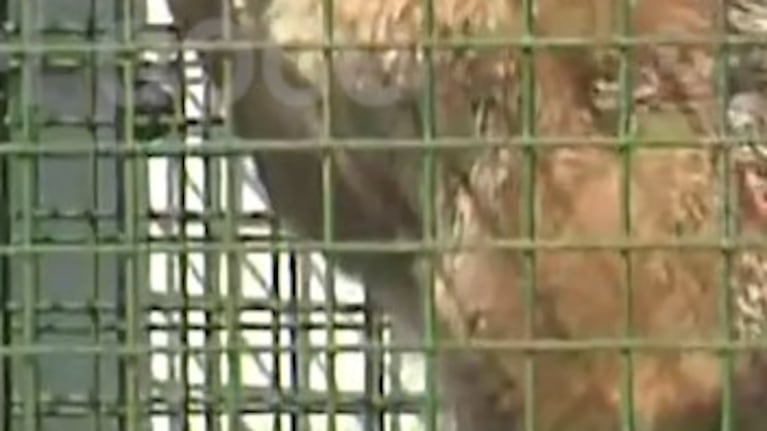 El rescate de un zorrito en pleno Alta Córdoba