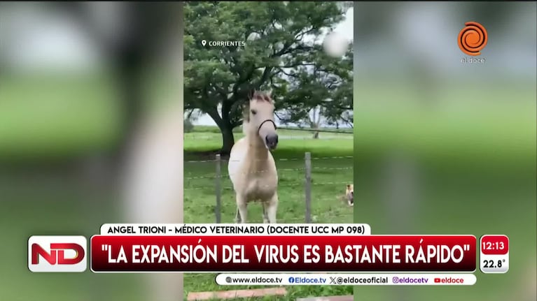 Explicaron por qué se propaga rápido el virus que afecta a caballos