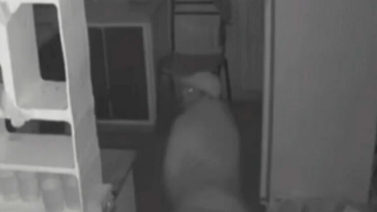 Ladrón “cuerpo a tierra” entró a una sala cuna y robó pañales y leche