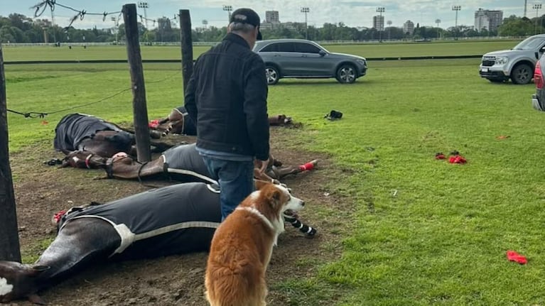 Murieron cuatro yeguas de polo tras la caída de un rayo