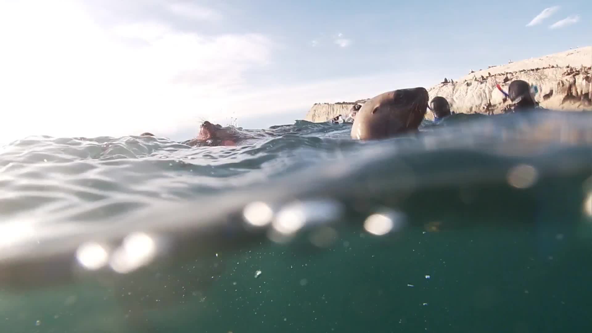 Snorkel en Puerto Madryn