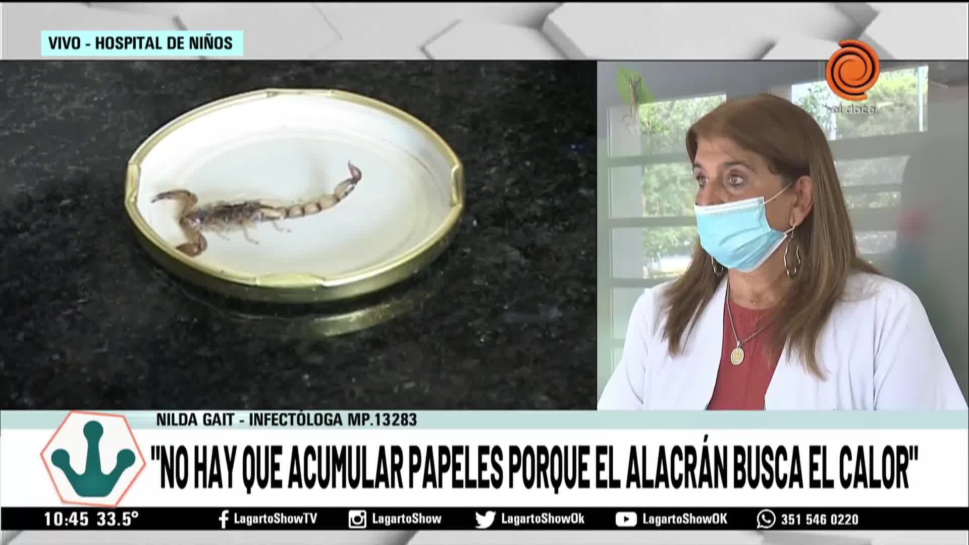 Cómo prevenir picaduras de alacranes