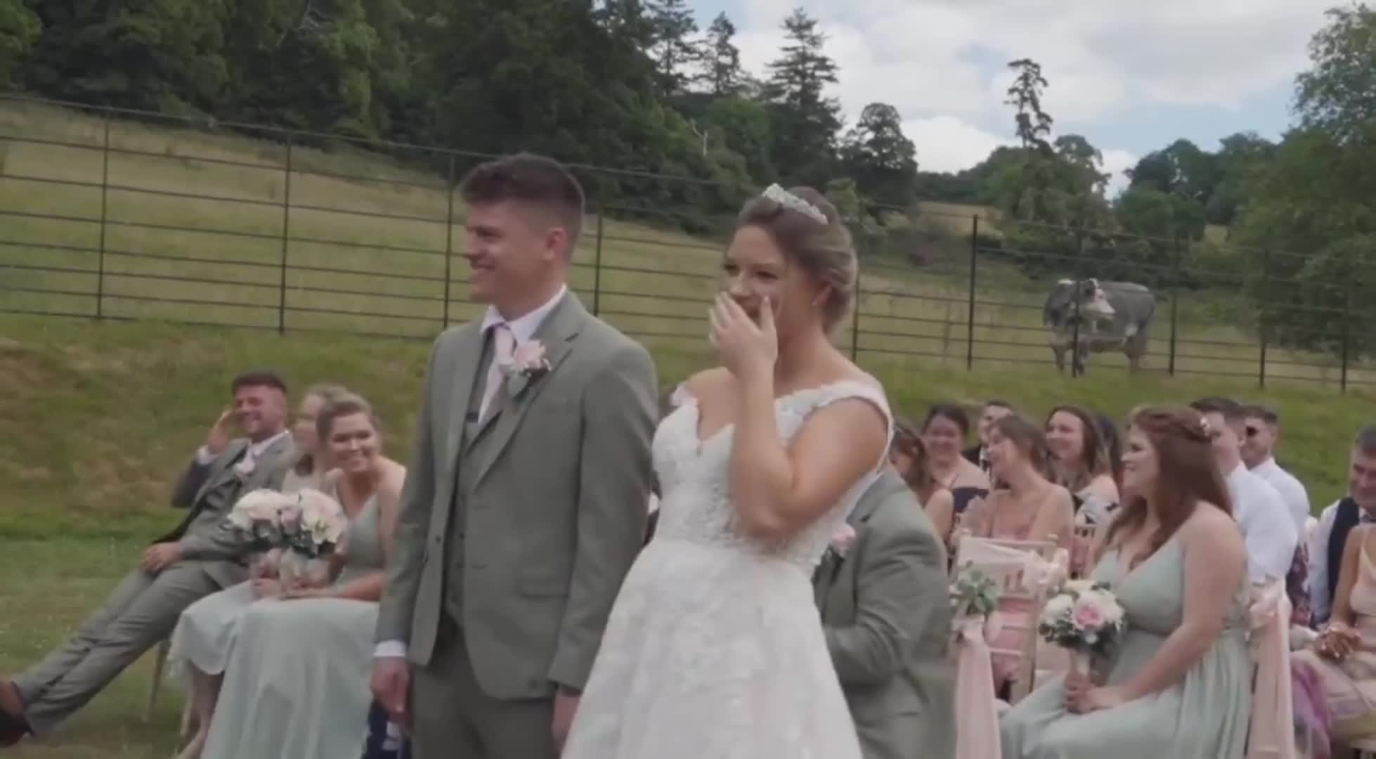 La interrupción viral de una vaca en un casamiento.