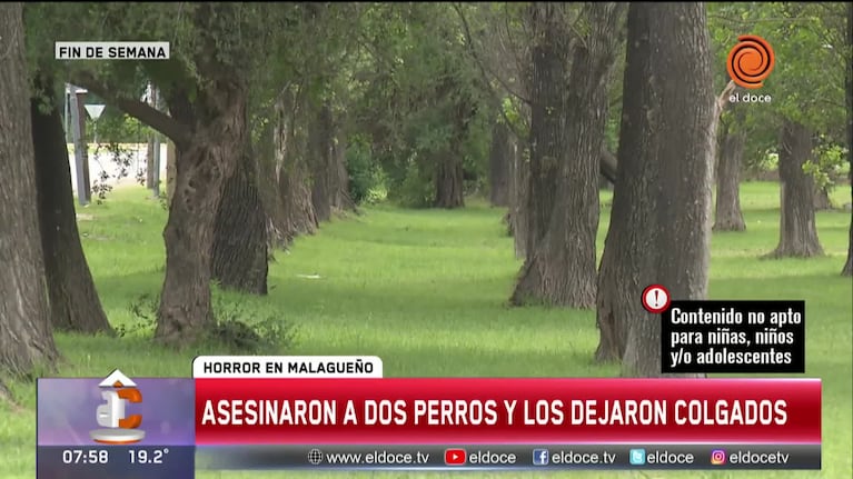 Asesinaron y dejaron colgados a perros en Malagueño