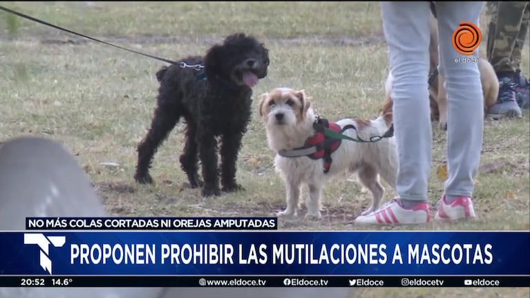 Un concejal de Córdoba propone prohibir las mutilaciones a mascotas