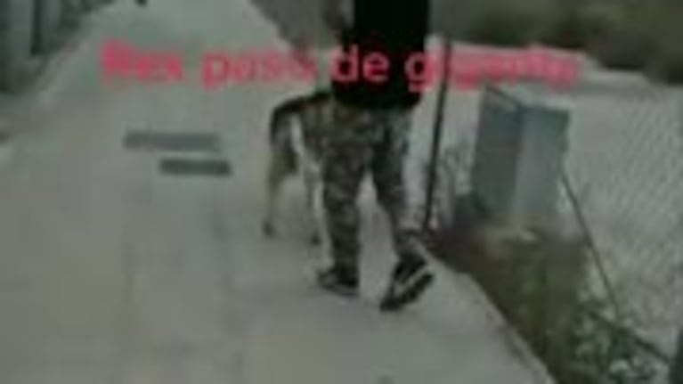 El radical cambio físico del perro Rex tras ser operado