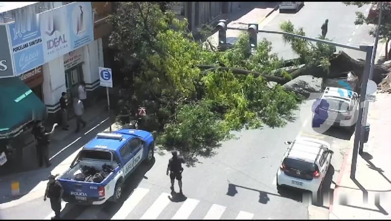Así cayó el árbol que aplastó autos e hirió a una mujer