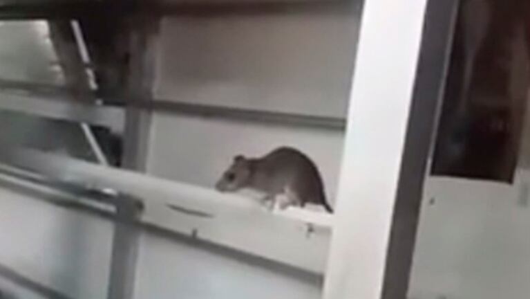 El video de la rata en una confitería de Río Cuarto