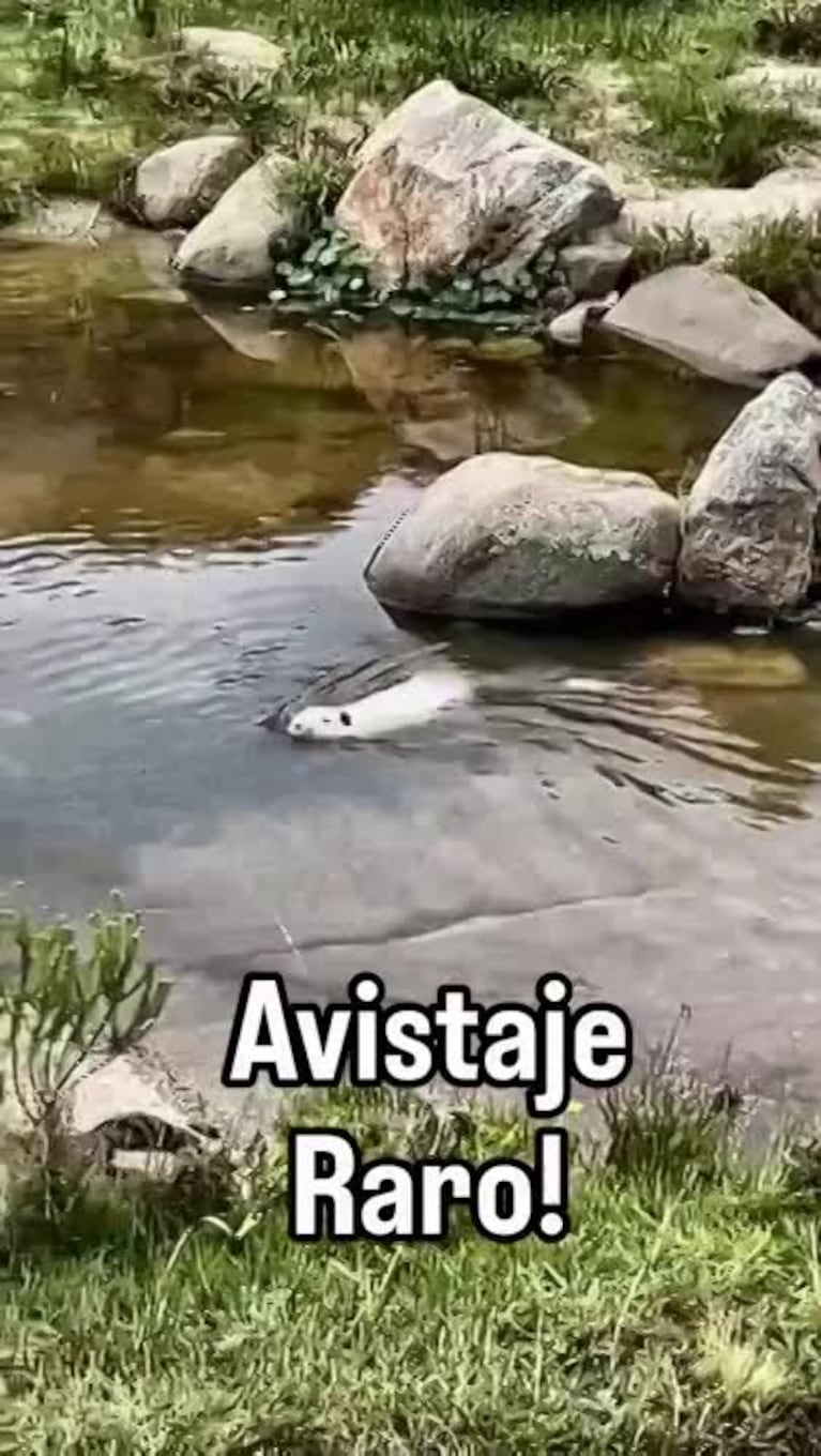 Video Placeholder