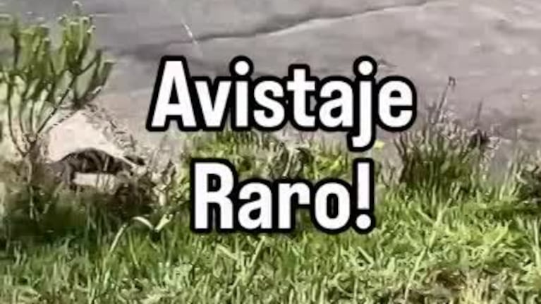 La sorpresa que apareció en un arroyo de Córdoba y dejó sin palabras a unos guías: “Nunca vimos uno igual”