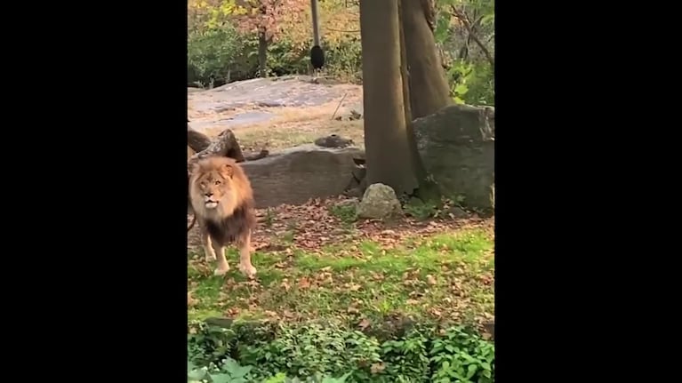 Una mujer saluda de cerca a un león en Nueva York