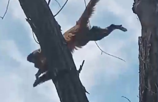 El monito que salta los techos en barrio San Roque