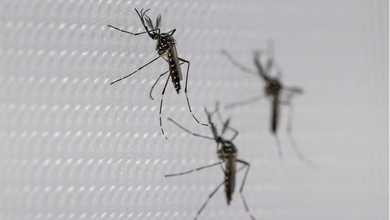 Las críticas del exministro de Salud de Macri por el brote de dengue: “Faltaron medidas”