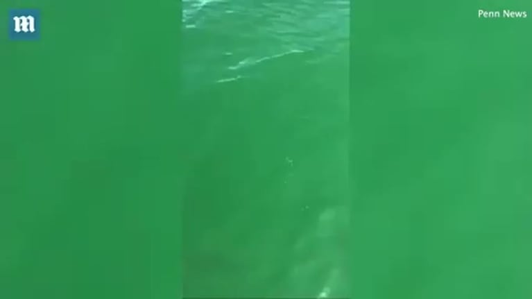 Increíble: un pez gigante se comió a un tiburón