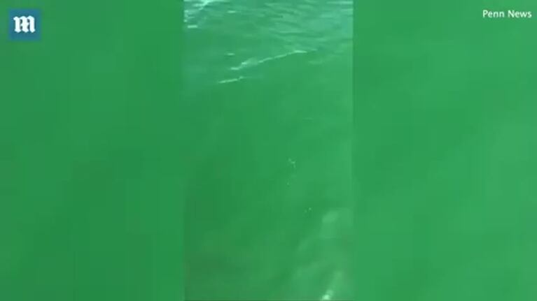 Increíble: un pez gigante se comió a un tiburón