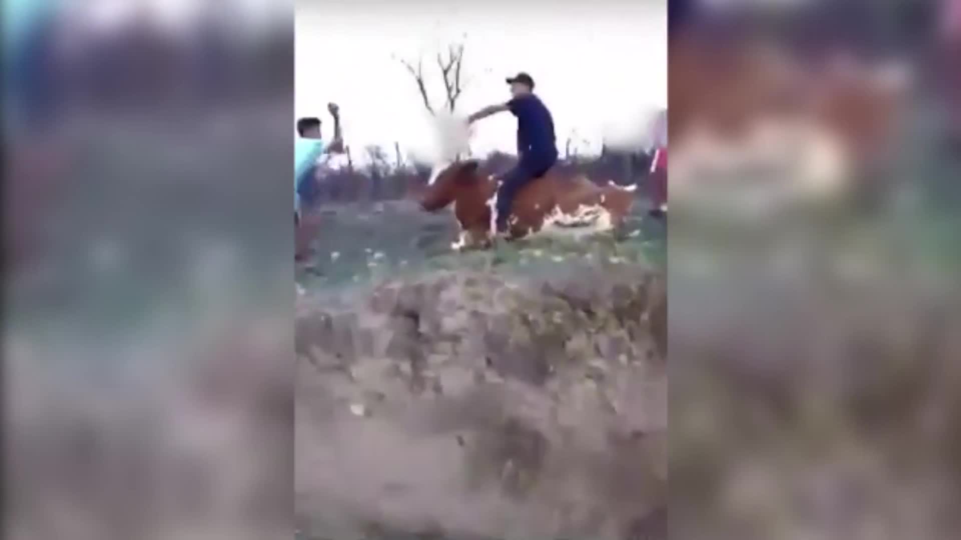 Brutal ataque a una vaca en el Valle de Traslasierra