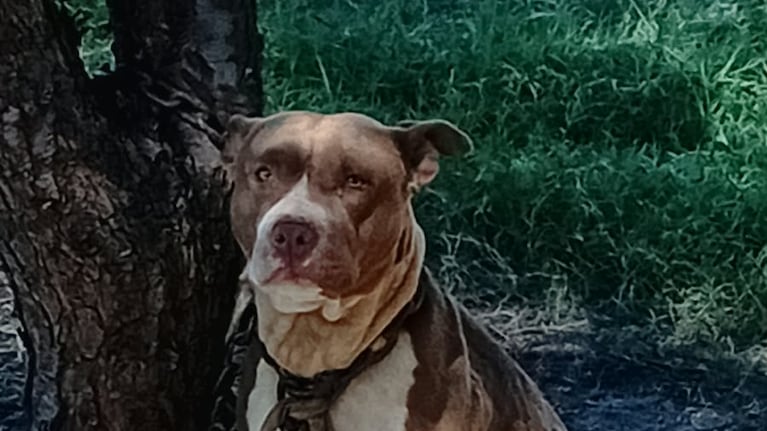 Se les metió un pitbull a la casa y no saben cómo sacarlo