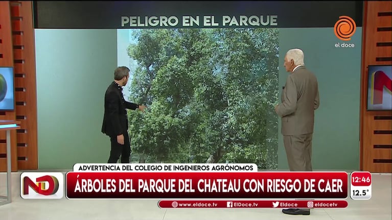 ¿Los árboles del Parque del Chateau, un peligro?