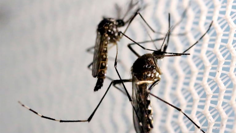 El brote histórico de dengue aumentó la demanda de aberturas con tela mosquitera en Córdoba
