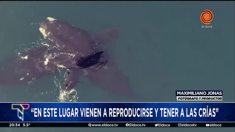 Llegaron las ballenas y comenzó la temporada de avistamiento en Puerto Madryn