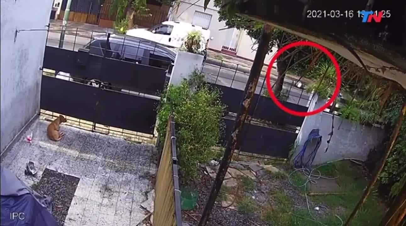 Video: hacía willy y atropelló a un joven trabajador