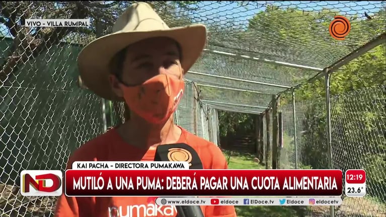 Mutiló a un puma y ahora deberá pagarle la cuota alimentaria