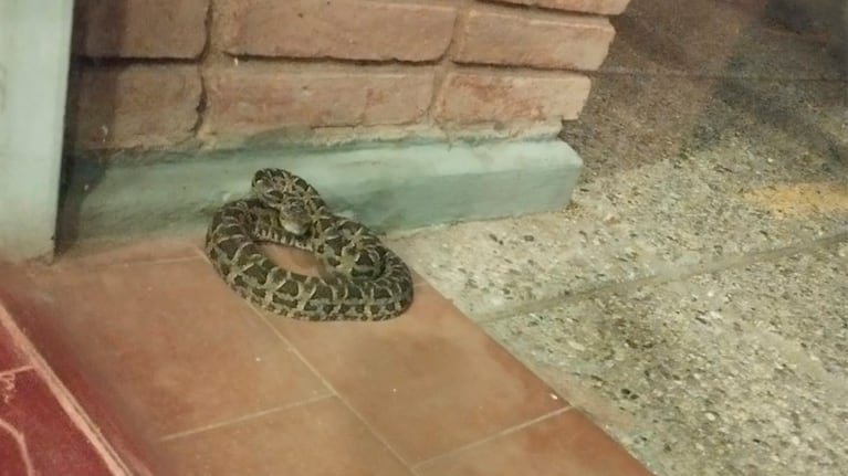 La serpiente que sorprendió a los alumnos en la puerta de una escuela en Córdoba