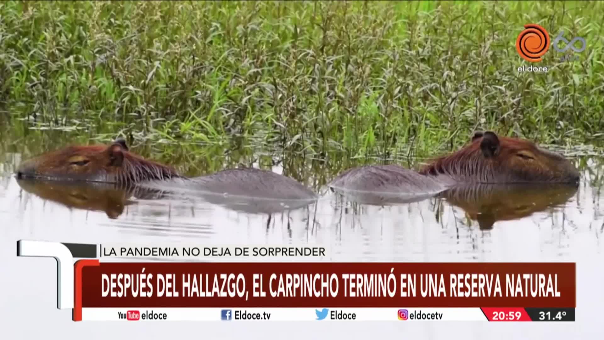 El rescate de un carpincho en Bajo Grande