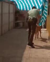 El video del policía que rescató al perro