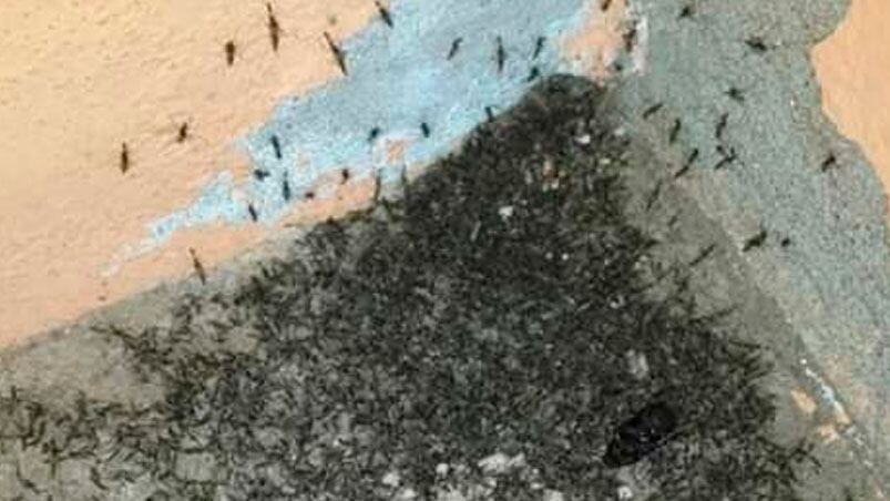 Impactante invasión de mosquitos en La Rinconada