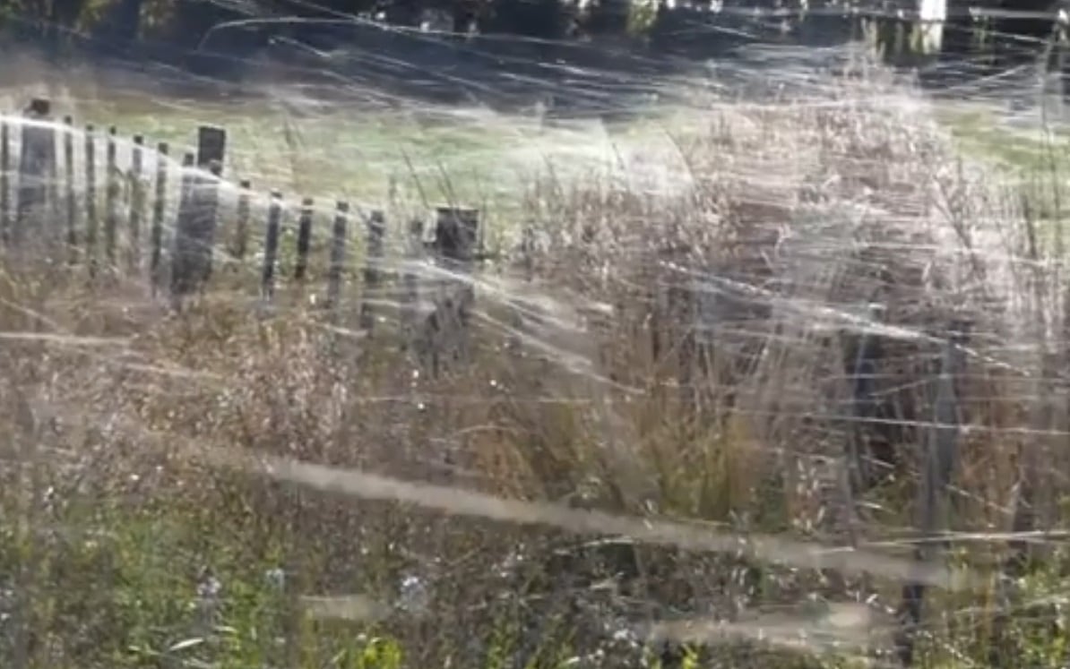 Una telaraña gigante sorprendió a una familia en Catamarca. 