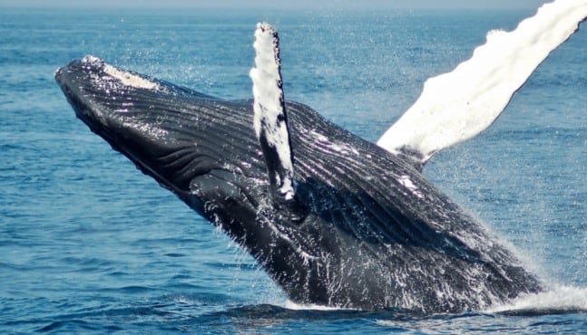 Increíble: lo tragó una ballena en las costas chilenas