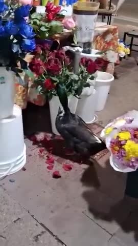 Pato Juan en Mendoza 