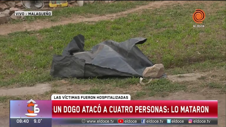 Mataron a un dogo que los atacó