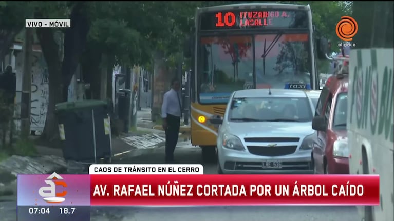 Se cayó un árbol en la Rafael Núñez y hay caos de tránsito