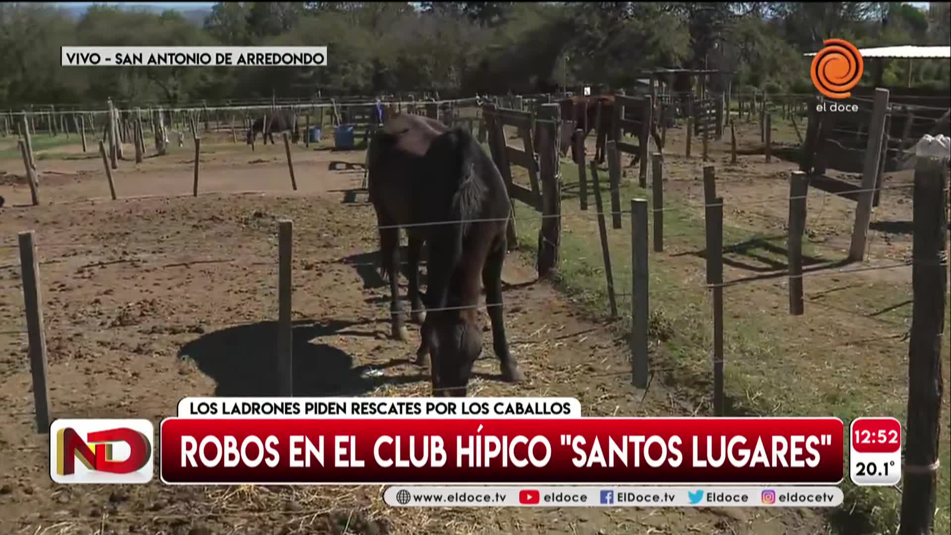 Preocupación por ola de robos de caballos a un club hípico