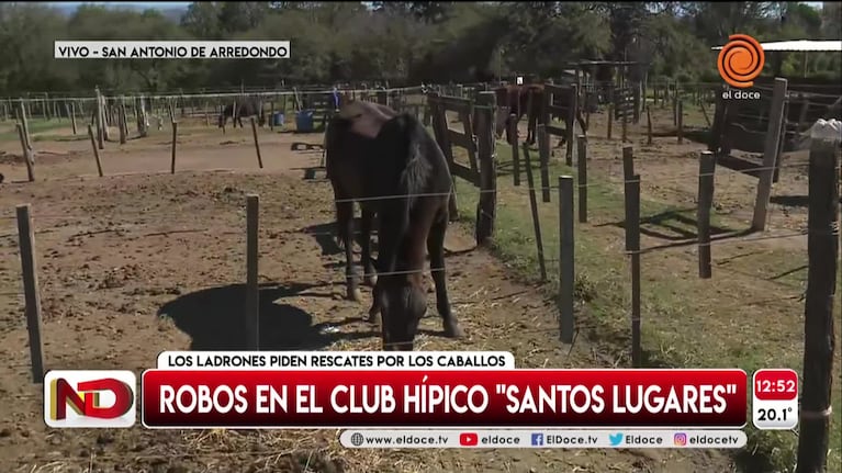 Preocupación por ola de robos de caballos a un club hípico