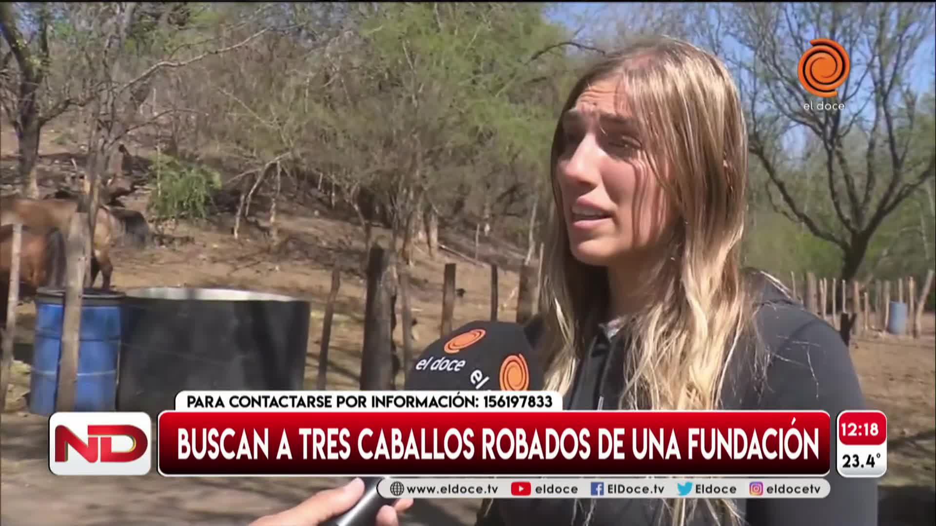 Buscan a tres caballos de una fundación utilizados para equinoterapia