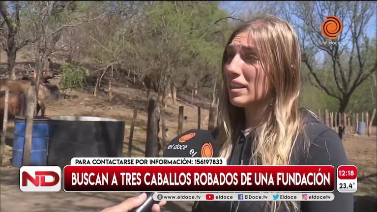 Buscan a tres caballos de una fundación utilizados para equinoterapia