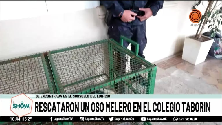 Apareció un oso melero en los pasillos del Taborin