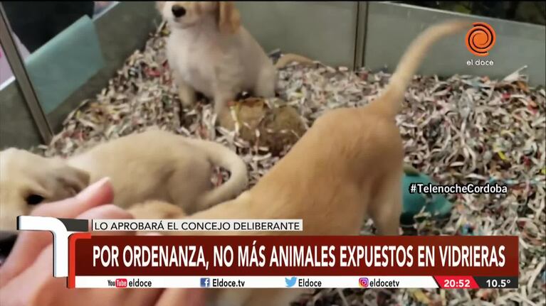 No más animales expuestos en vidrieras en Córdoba
