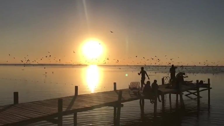 Las gaviotas dieron su show en la laguna Mar Chiquita 