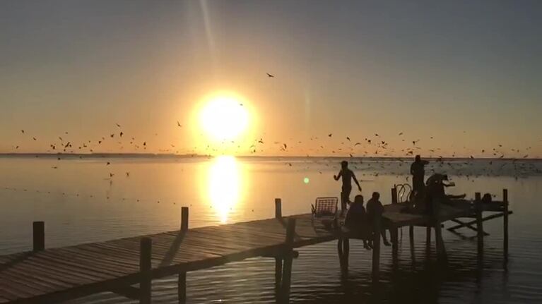 Las gaviotas dieron su show en la laguna Mar Chiquita