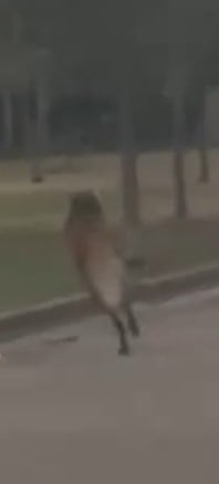 Filmaron a un aguará guazú corriendo por las calles de un barrio de Miramar de Ansenuza