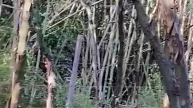 Filmaron a un gato montés en Villa Las Rosas