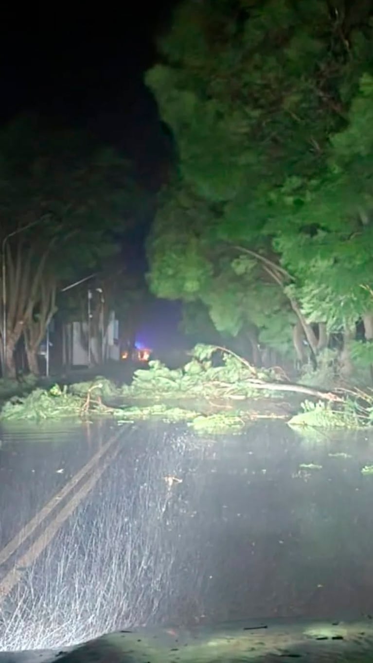 Caída de árboles por el viento en Corral de Bustos
