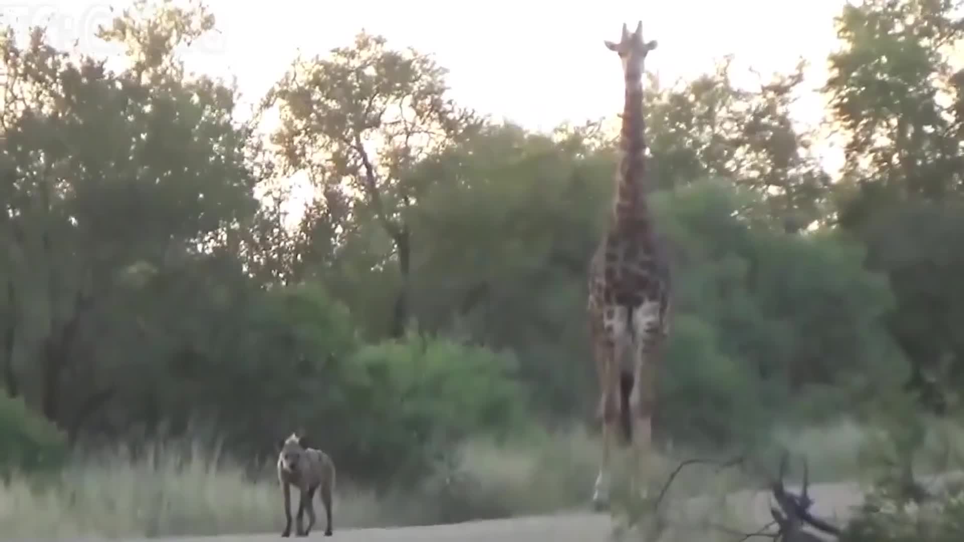 encuentro bestias