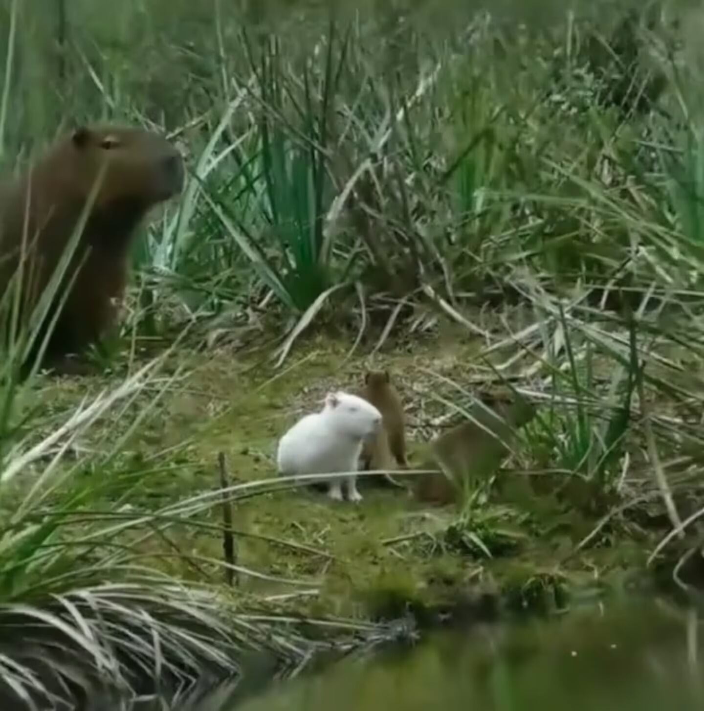 Avistaron un carpincho albino en Uruguay
