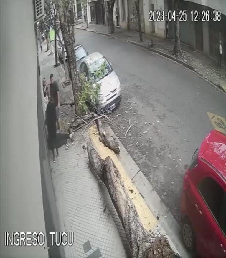 Impresionante golpe de un árbol a una mujer